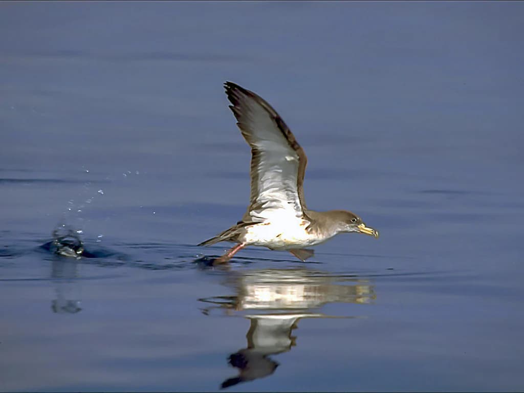 A Cory's Shearwater bird in flight over calm water with a splash and reflection