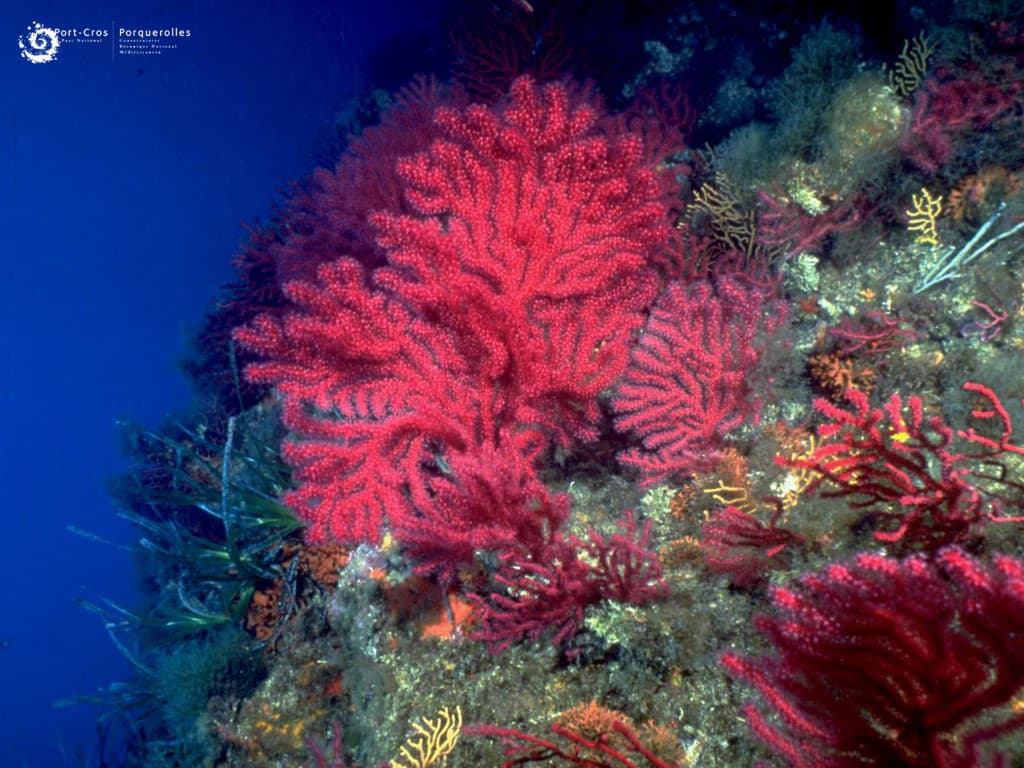 Vibrant red gorgonian coral formations on a rocky seabed with various marine organisms in deep blue water