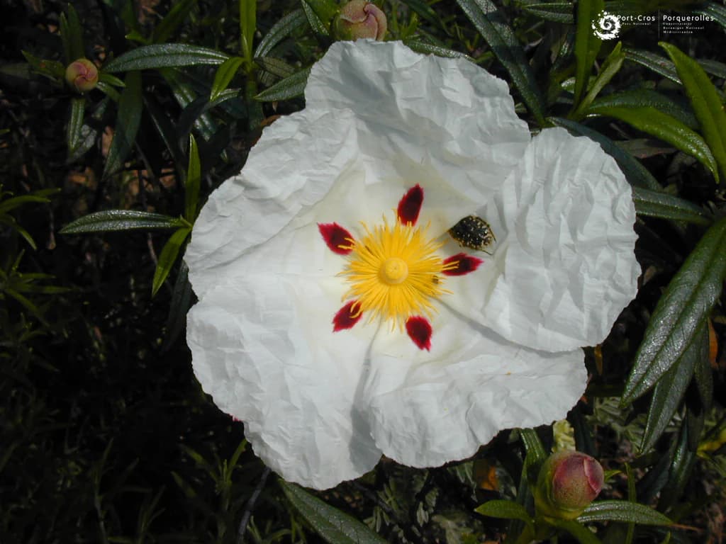 White flower with yellow center and red markings, green leaves, and a small insect on one petal