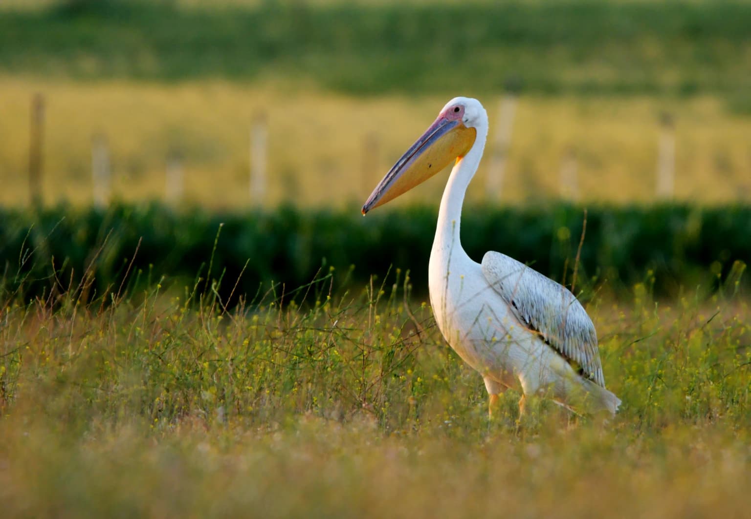 Great White Pelican with yellow beak standing in grassy field with green vegetation background