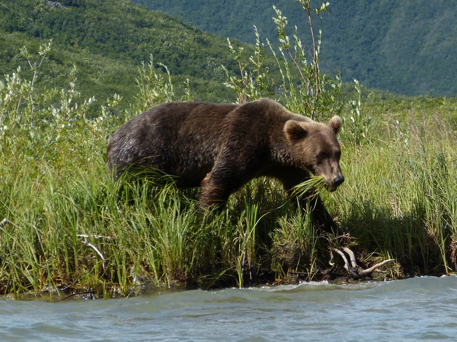 Brown bear walking through tall green grass near water with mountains in background