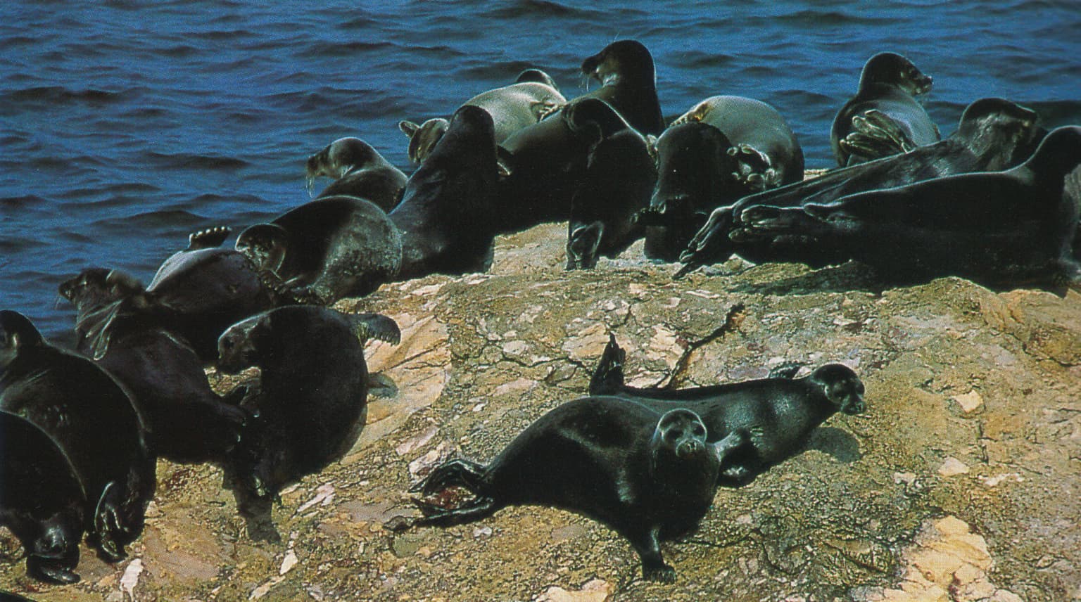 Multiple dark-colored seals resting on a rocky shore with blue water in the background