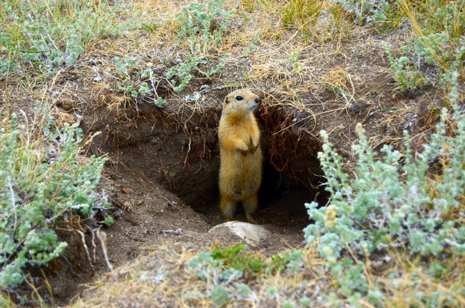 Ground squirrel standing at the entrance of a burrow surrounded by dry grass and small shrubs