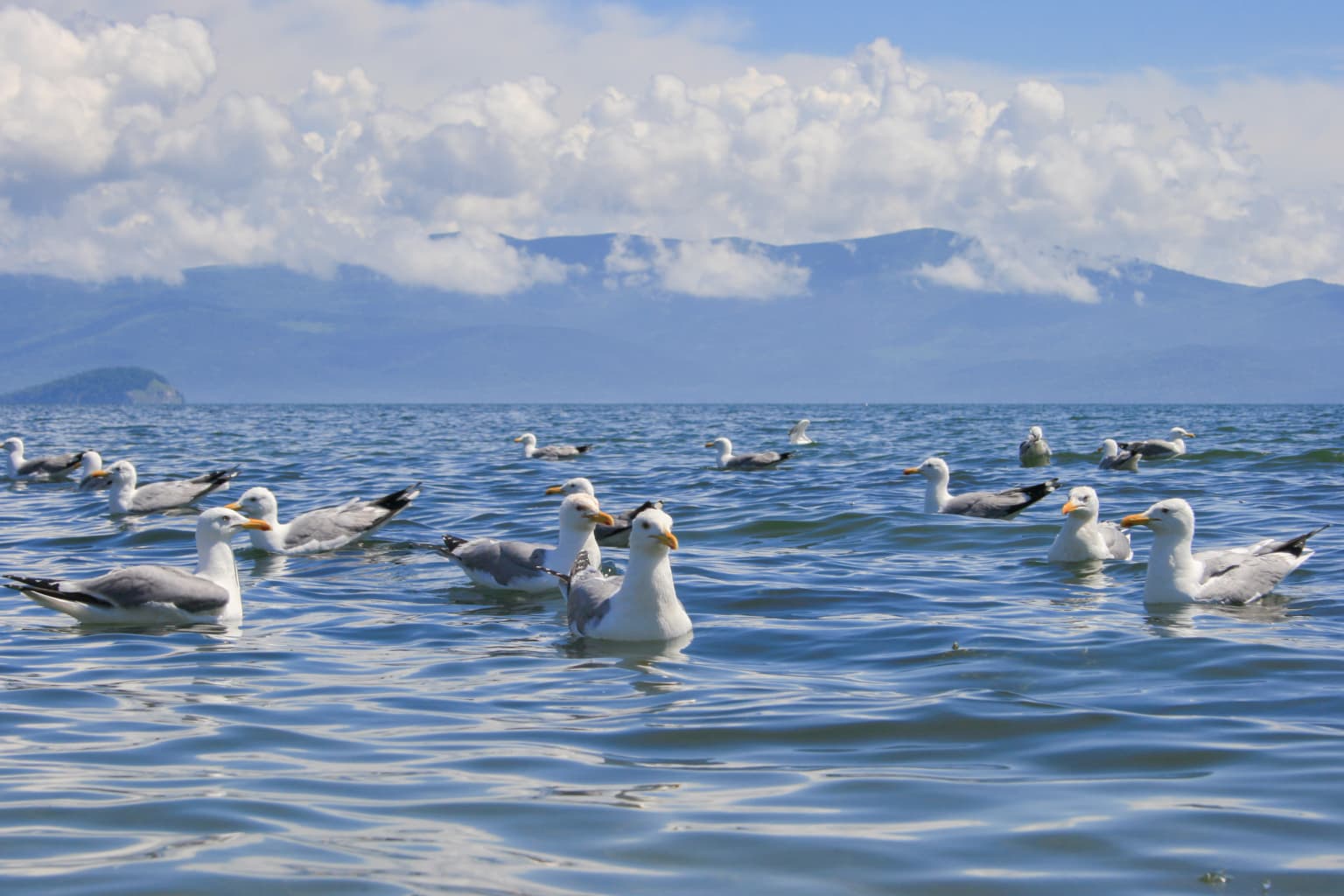 A group of seagulls swimming in a large body of water with mountains and clouds in the background