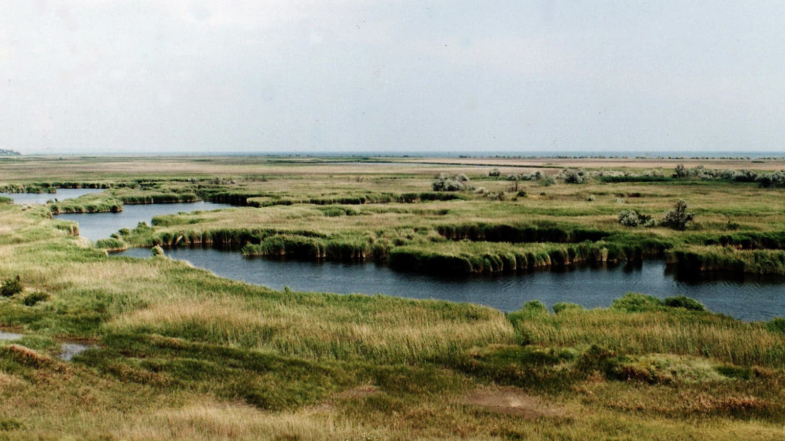 Wide view of a river floodplain with winding water channels and grassy wetlands under a clear sky.