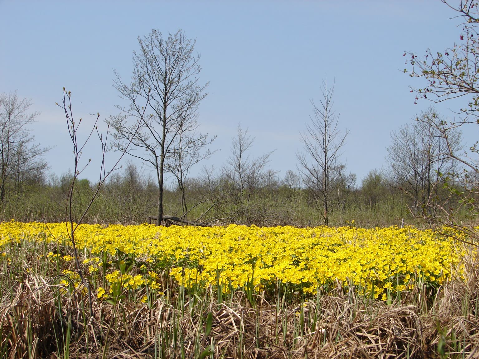 A field of yellow marsh marigold flowers with dry grasses in the foreground and a leafless tree in the background under a clear blue sky