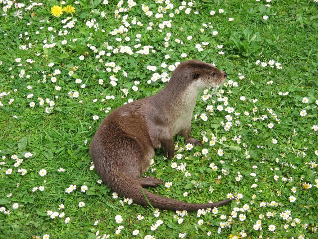 A brown otter sitting on grass surrounded by small white flowers