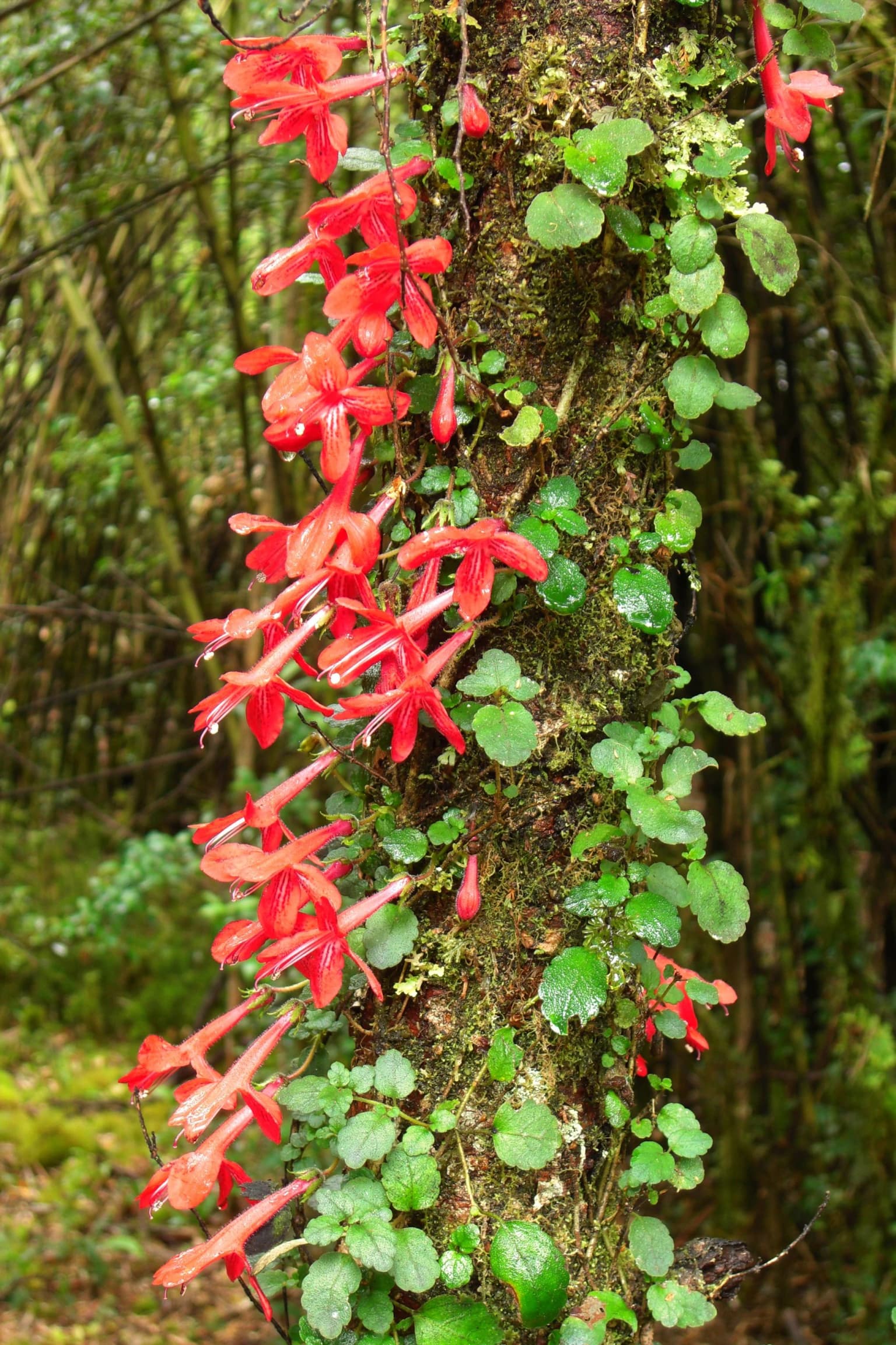 Flores rojas y hojas verdes de la planta trepadora Asteranthera ovata sobre el tronco de un árbol cubierto de musgo en un bosque