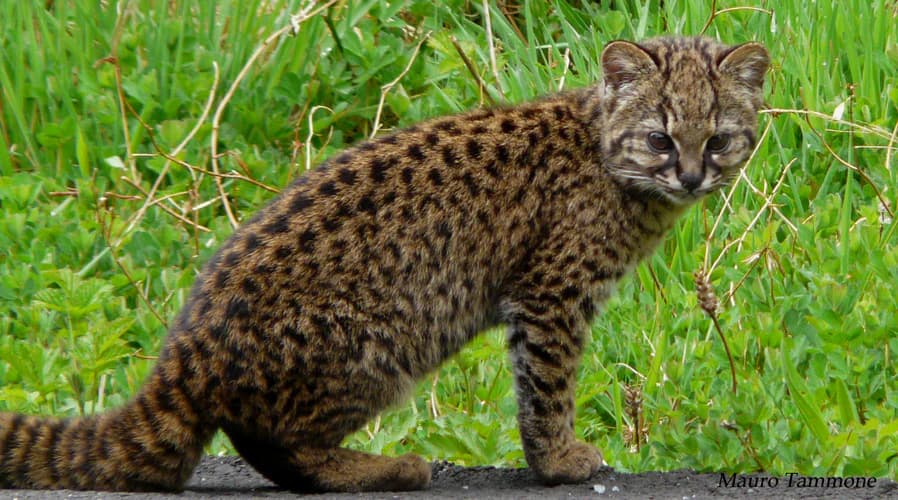 Un pequeño felino salvaje moteado, con manchas marrones y negras, de pie en un sendero rodeado de hierba verde y follaje