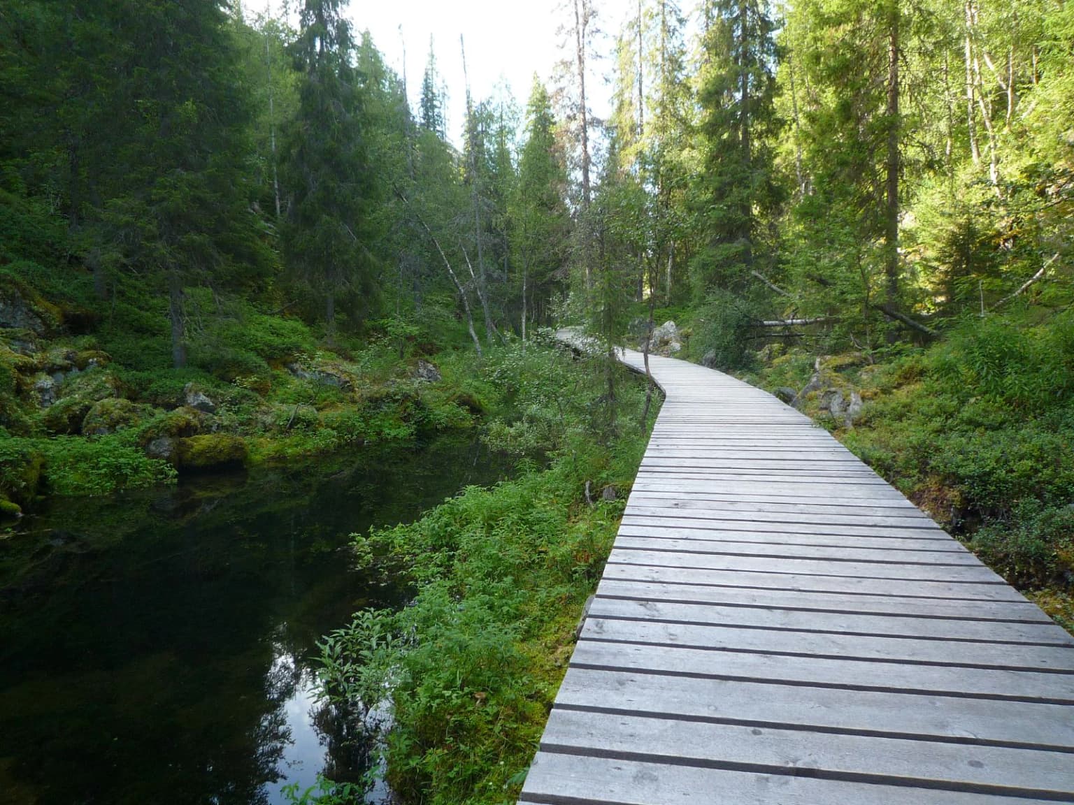 Wooden boardwalk trail running alongside a dark stream in a forested area with lush green vegetation and tall trees