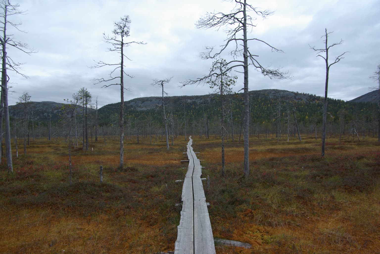 Wooden boardwalk traversing a marshy bog landscape with sparse trees and distant hills under overcast sky