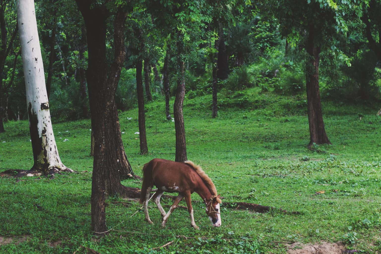 Caballo pardo pastando hierba cerca de árboles en el Parque Nacional Ramsagar.