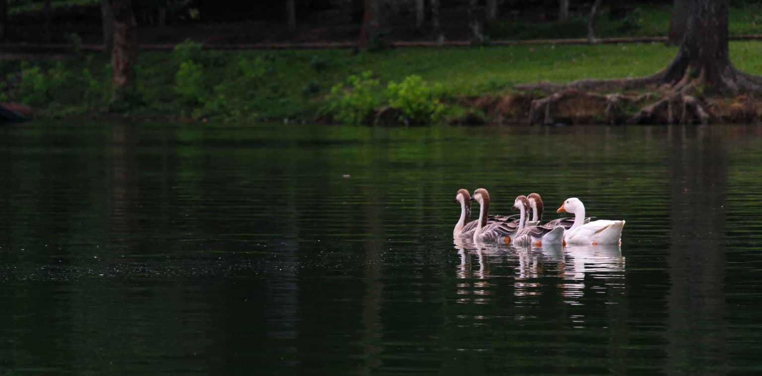 Un grupo de gansos nadando en una masa de agua tranquila con orillas cubiertas de hierba y árboles al fondo