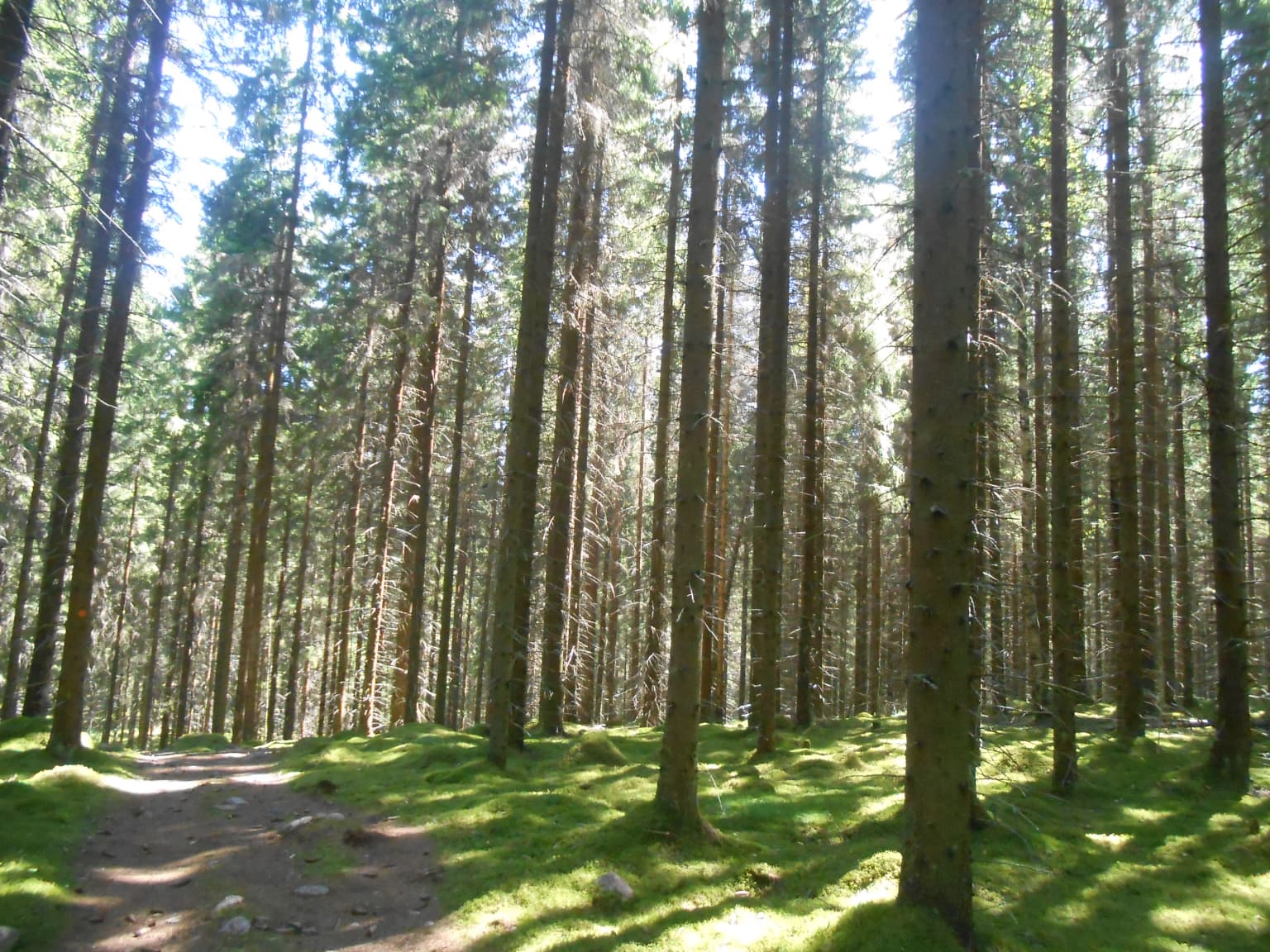 Tall spruce trees in a forest with a dirt path and green moss on the ground