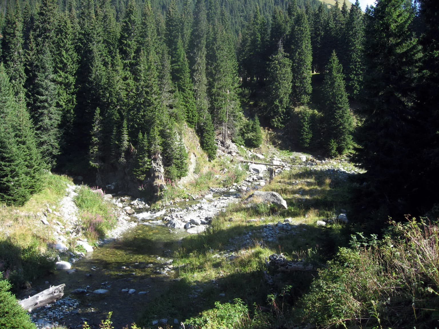 A stream running through a forested valley with tall evergreen trees and rocky terrain.