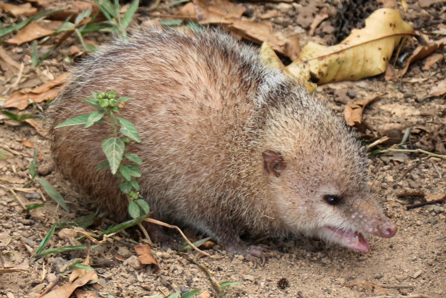 Small brown-furred common tenrec standing on dirt ground surrounded by dry leaves and small green plants