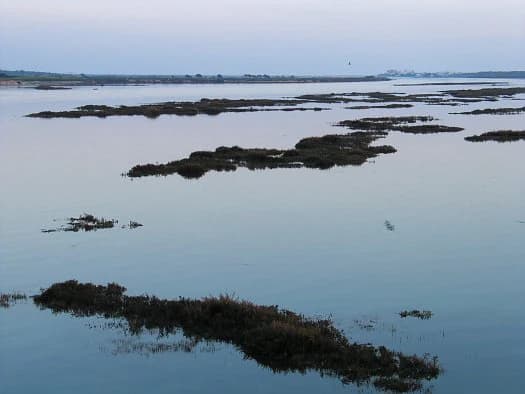 Calm lagoon water with scattered marshy islands and a bird in flight under overcast sky