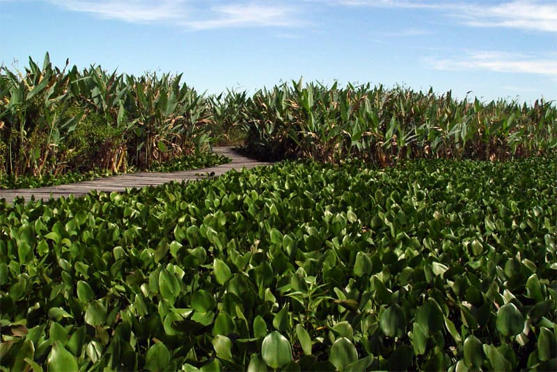 Sendero de tabla de madera a través de densas plantas acuáticas verdes con pastos altos y un cielo azul claro al fondo