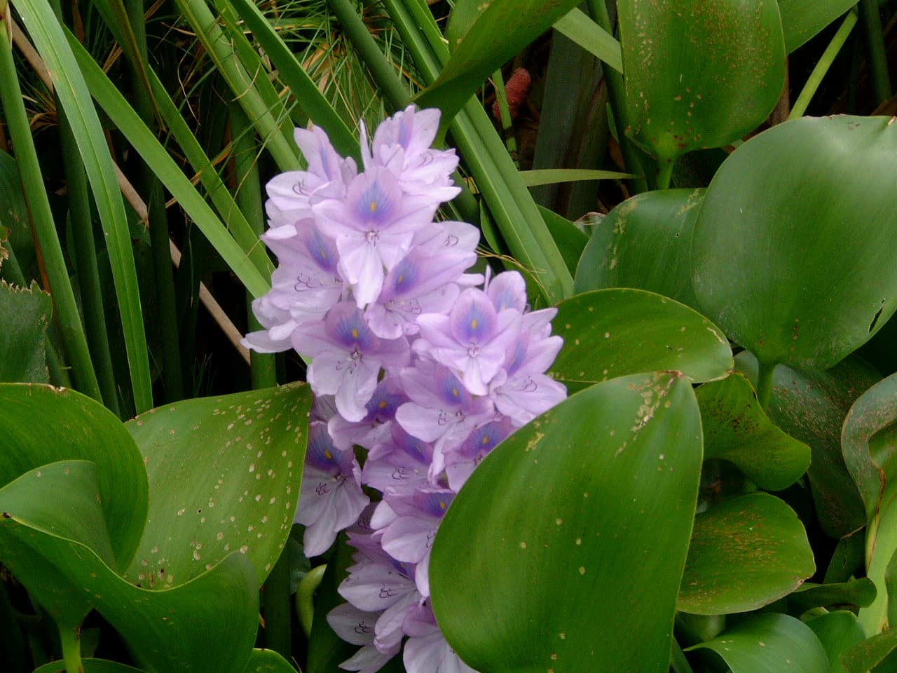 Jacintos de agua morados rodeados de grandes hojas verdes con gotas de agua