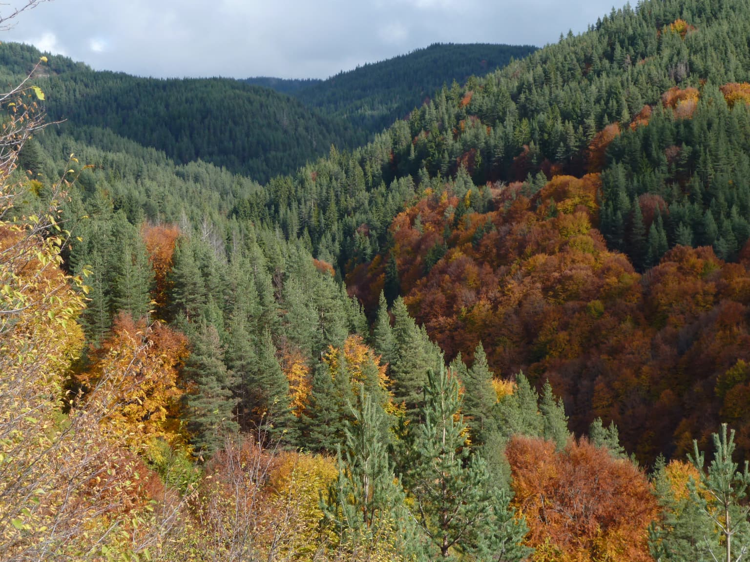 Wide view of forested mountain valley with green and orange trees under partly cloudy sky