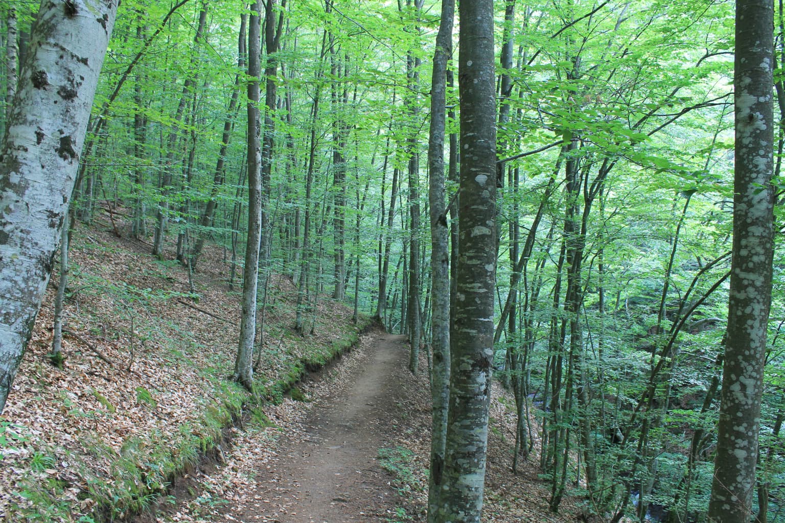 Dirt path through forest with tall trees, green foliage, and fallen leaves on ground