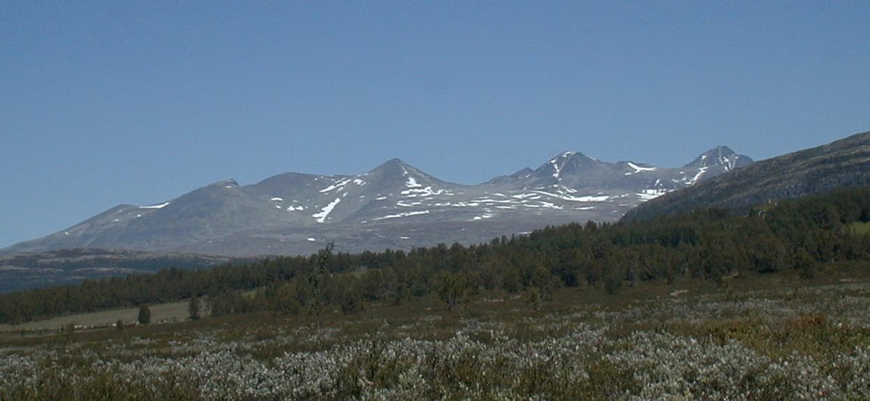 A landscape view of snow-capped mountains with a clear blue sky, forested foothills, and wildflowers in the foreground