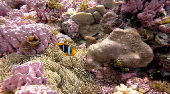 Clownfish swimming among coral formations in an underwater scene