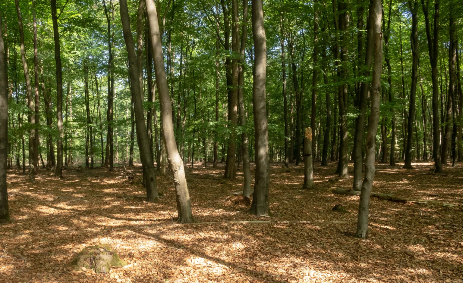Tall trees with green foliage and sunlit forest floor covered in brown leaves