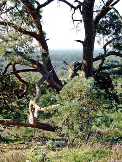 Twisted tree trunk with dense foliage, forested hillside with distant horizon