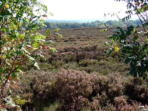 Landscape view of heathland with purple heather, scattered trees, and distant horizon