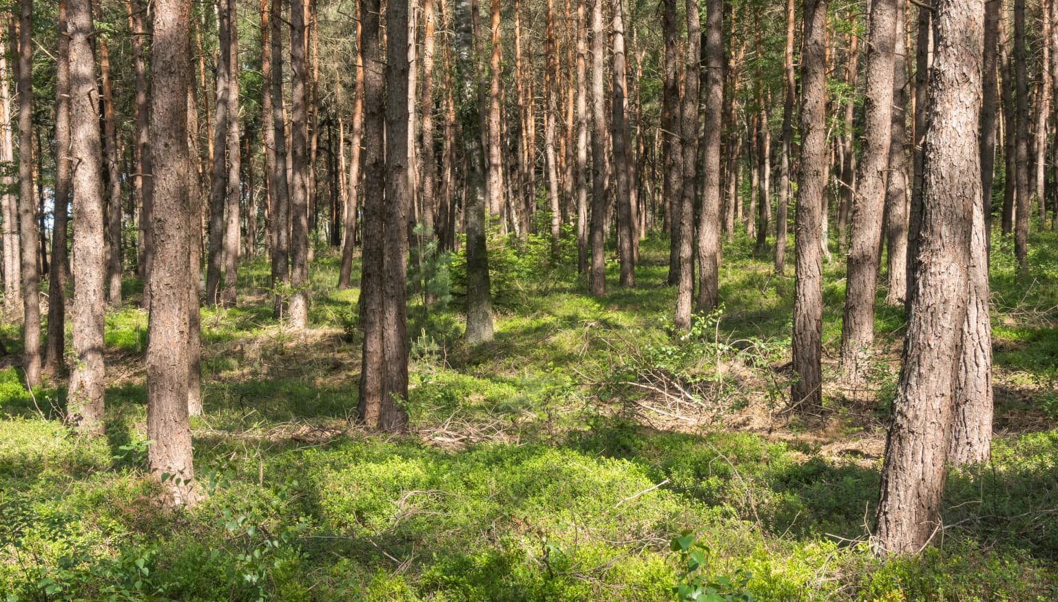 Tall pine trees in a dense forest with green undergrowth and sunlight filtering through the canopy