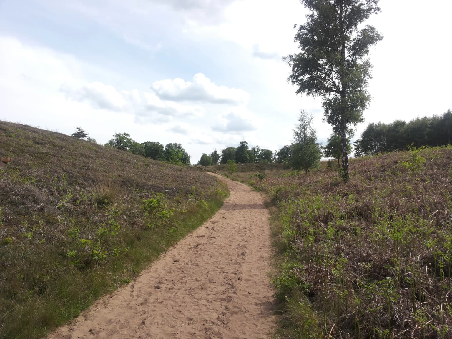 A dirt trail winding through heathland vegetation with a single tree on the right and scattered trees in the distance under a partly cloudy sky