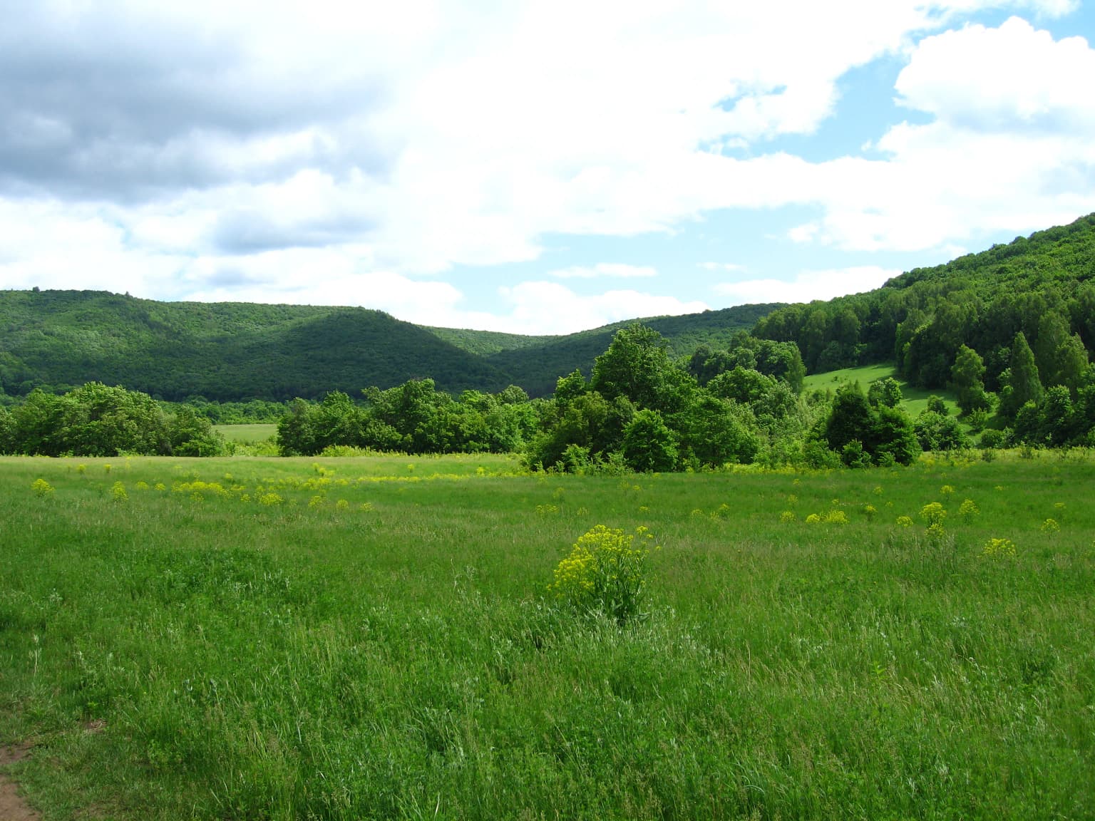 Grassy field with yellow wildflowers, scattered trees, and rolling hills under a partly cloudy sky