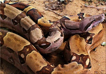 Close-up of a boa constrictor snake with brown, tan, and black patterns coiled on sandy ground