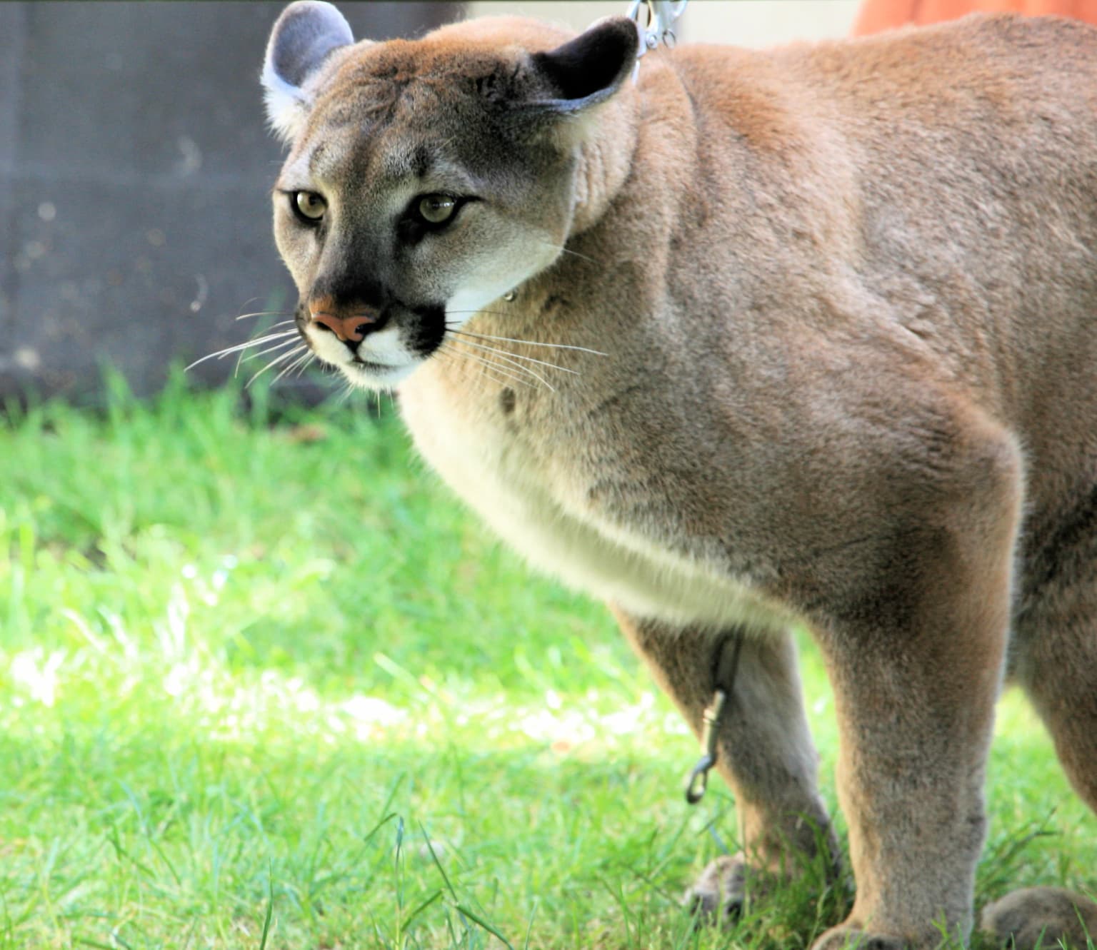 Un puma de pelaje marrón claro de pie sobre hierba verde, con una cadena alrededor del cuello