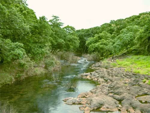 Un río que fluye a través de terreno rocoso rodeado de un denso bosque verde