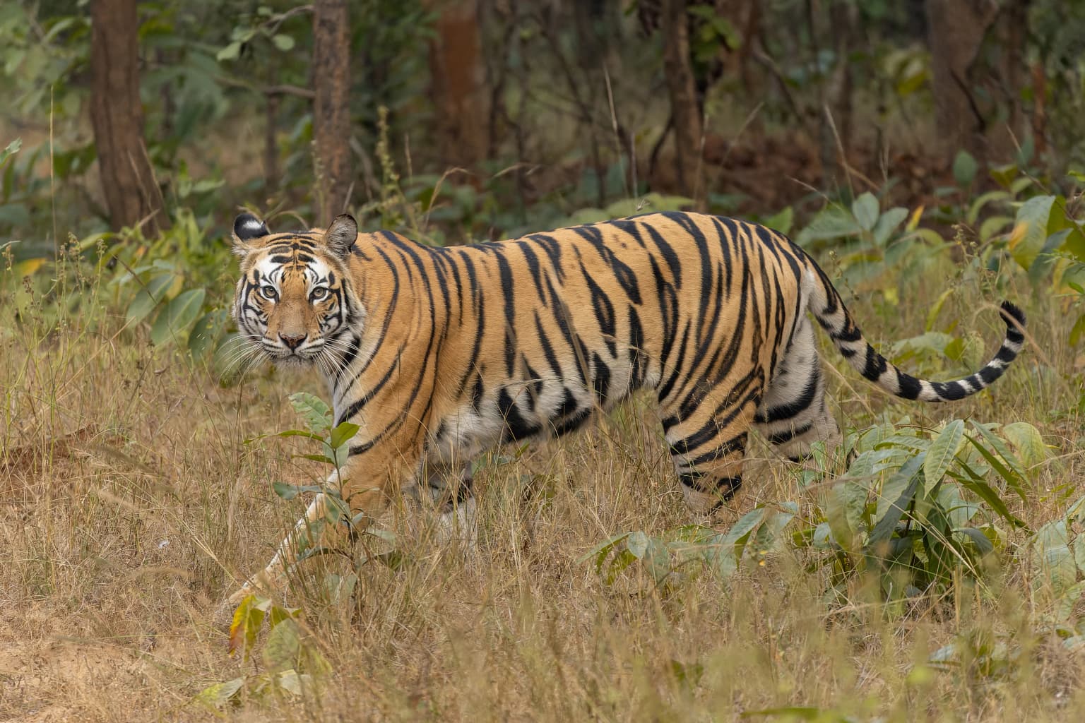 Tigre de Bengala caminando entre hierba alta y follaje en un entorno boscoso