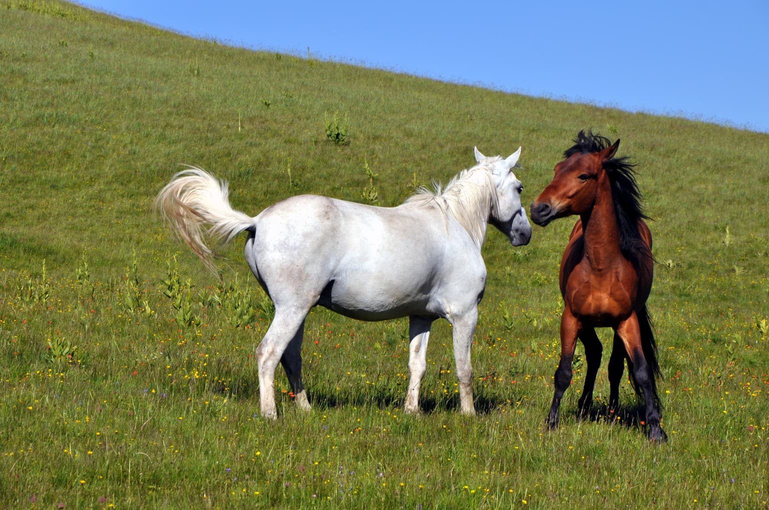 Two horses, one white and one brown, standing close together in a grassy field under clear blue sky