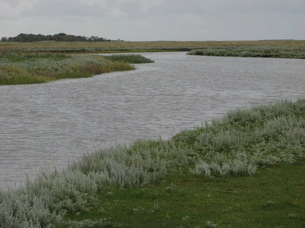 A salt marsh with calm water bordered by grassy vegetation under an overcast sky