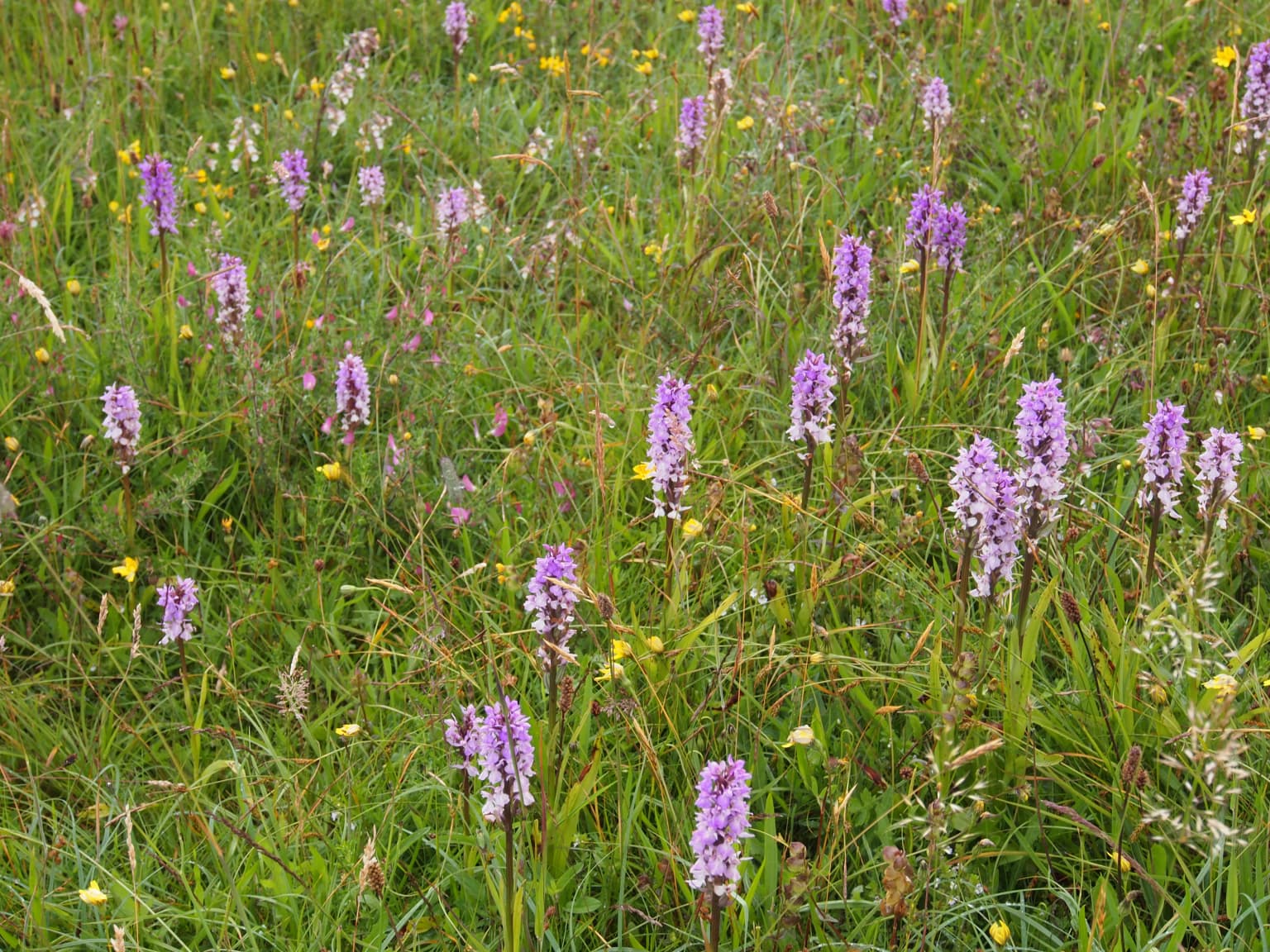 Grassy field with multiple purple orchids and scattered yellow wildflowers