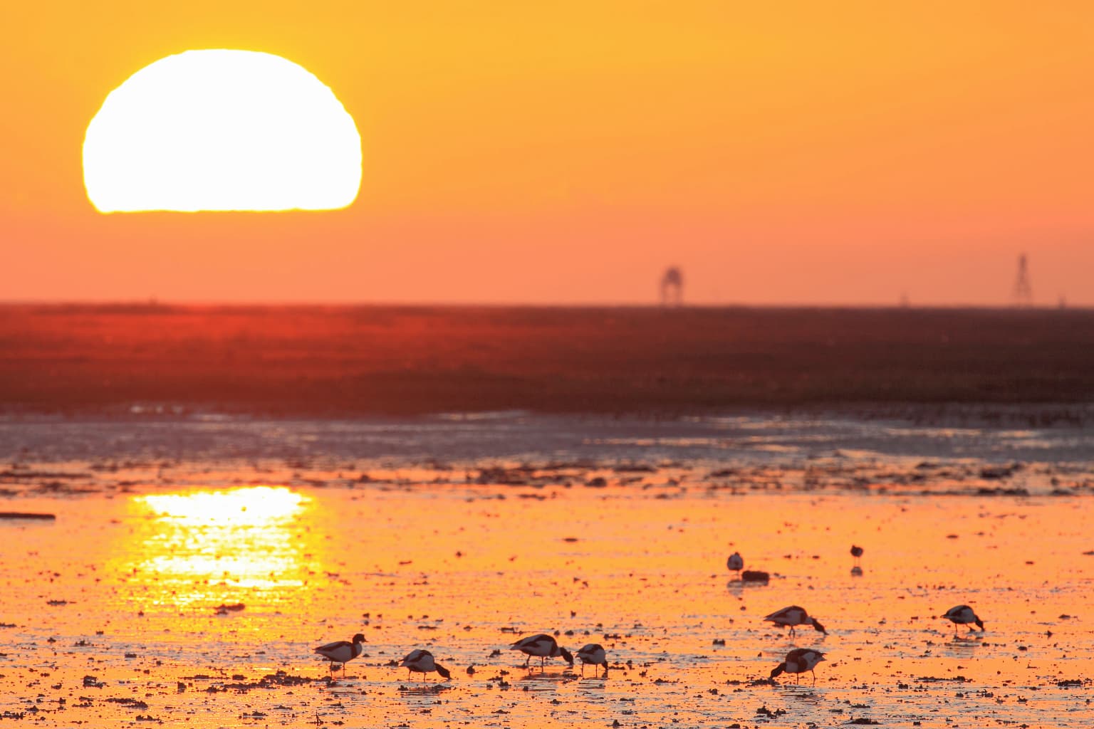 Sunset over a wetland area with several birds wading in shallow water and a reflection of the sun on the water's surface