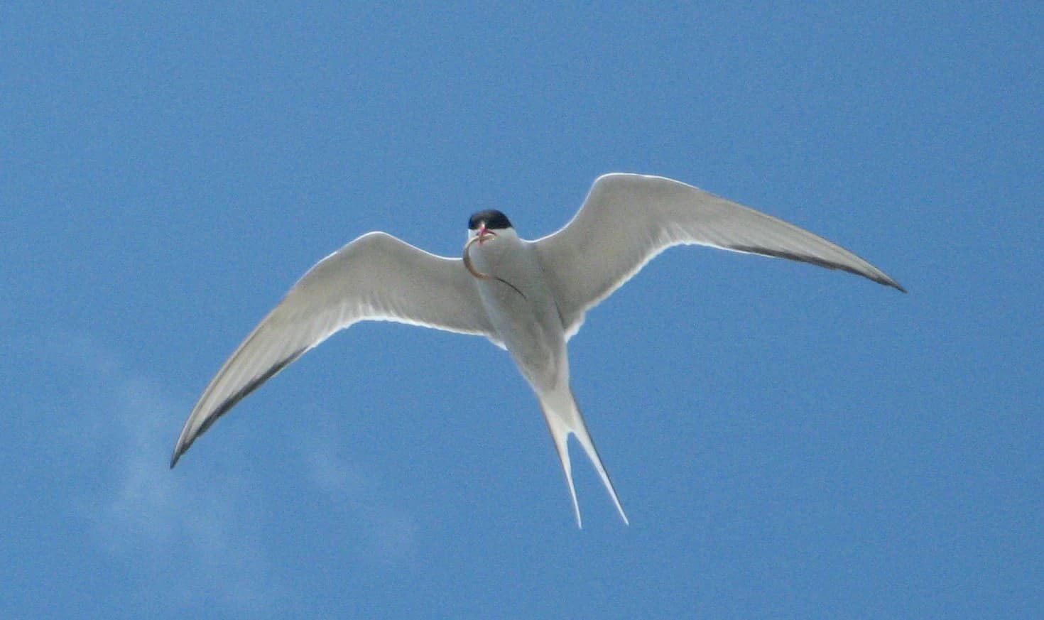 Arctic tern with outstretched wings flying against a clear blue sky