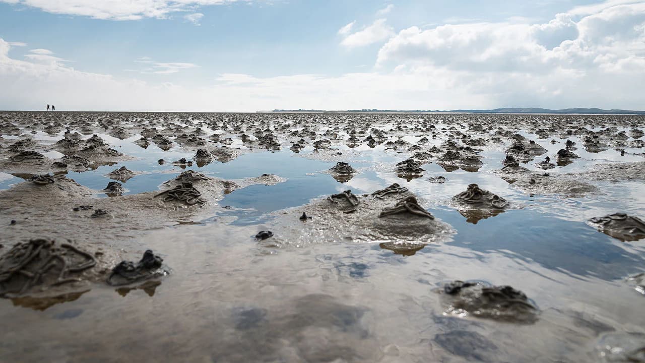A wide view of muddy tidal flats with small pools of water reflecting the sky