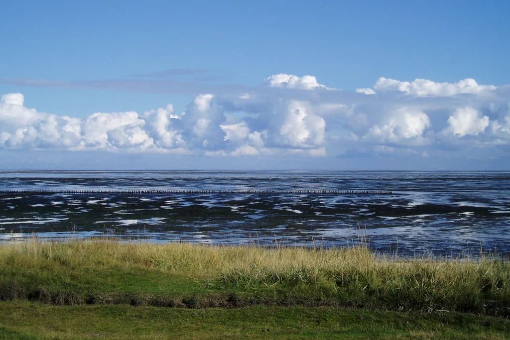 Grassy coastal field leading to tidal flats with water and clouds in the background