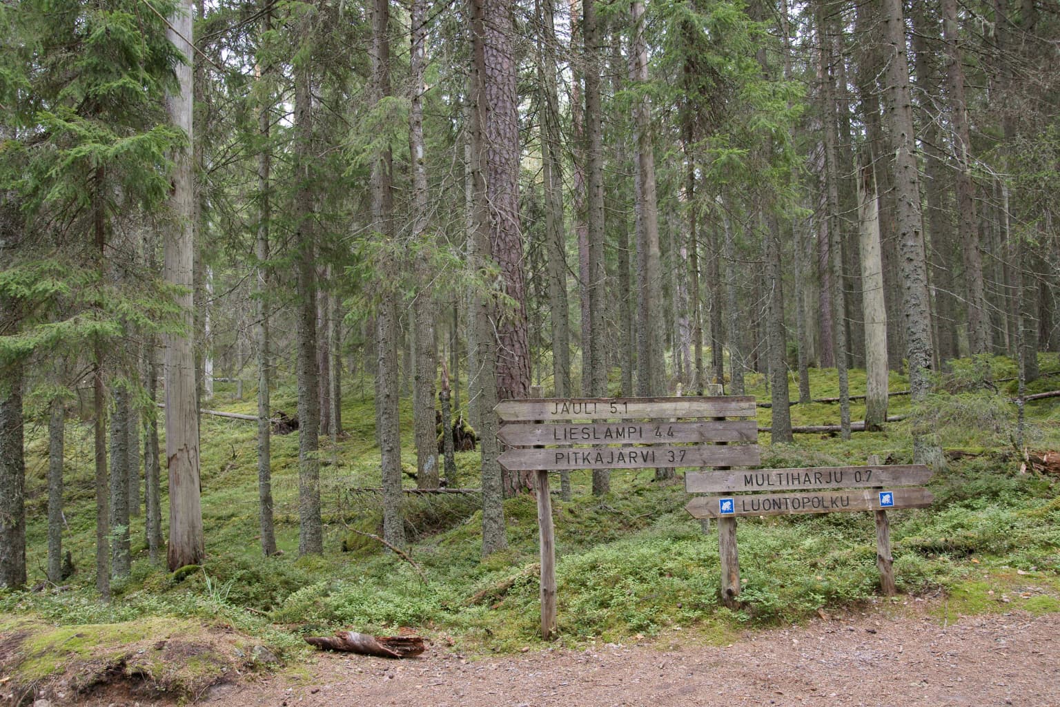Wooden trail signs with blue markers in a boreal forest with tall pine trees and moss-covered ground