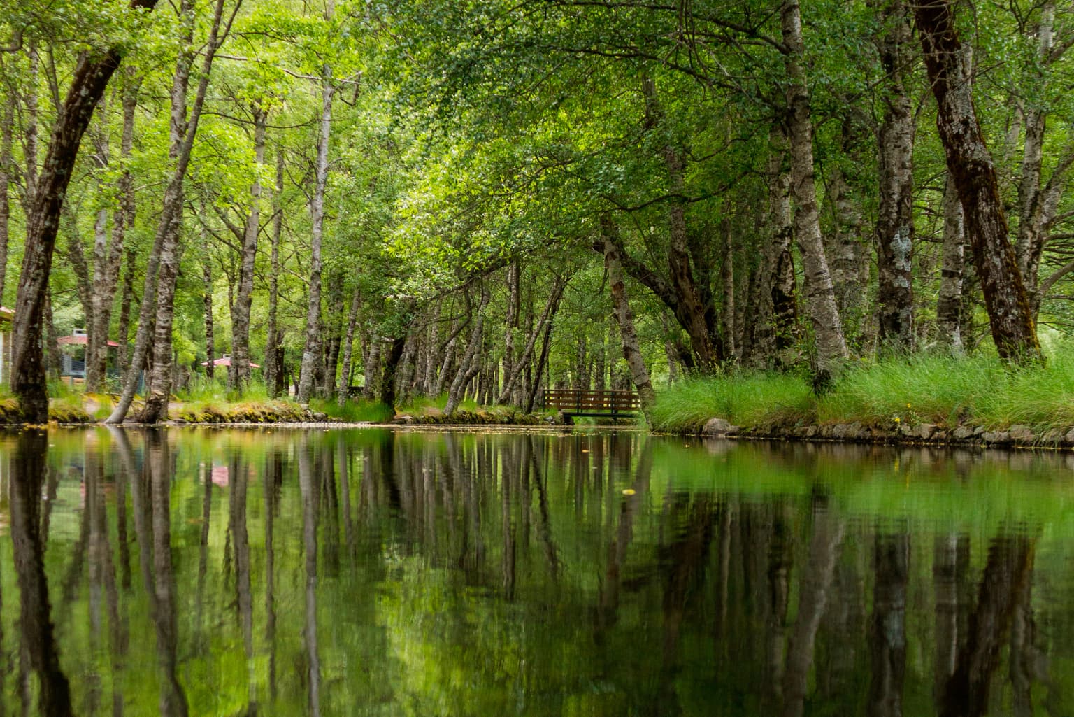 A serene lake reflecting tall trees with lush green foliage, surrounded by a forested area with a wooden bench in the background