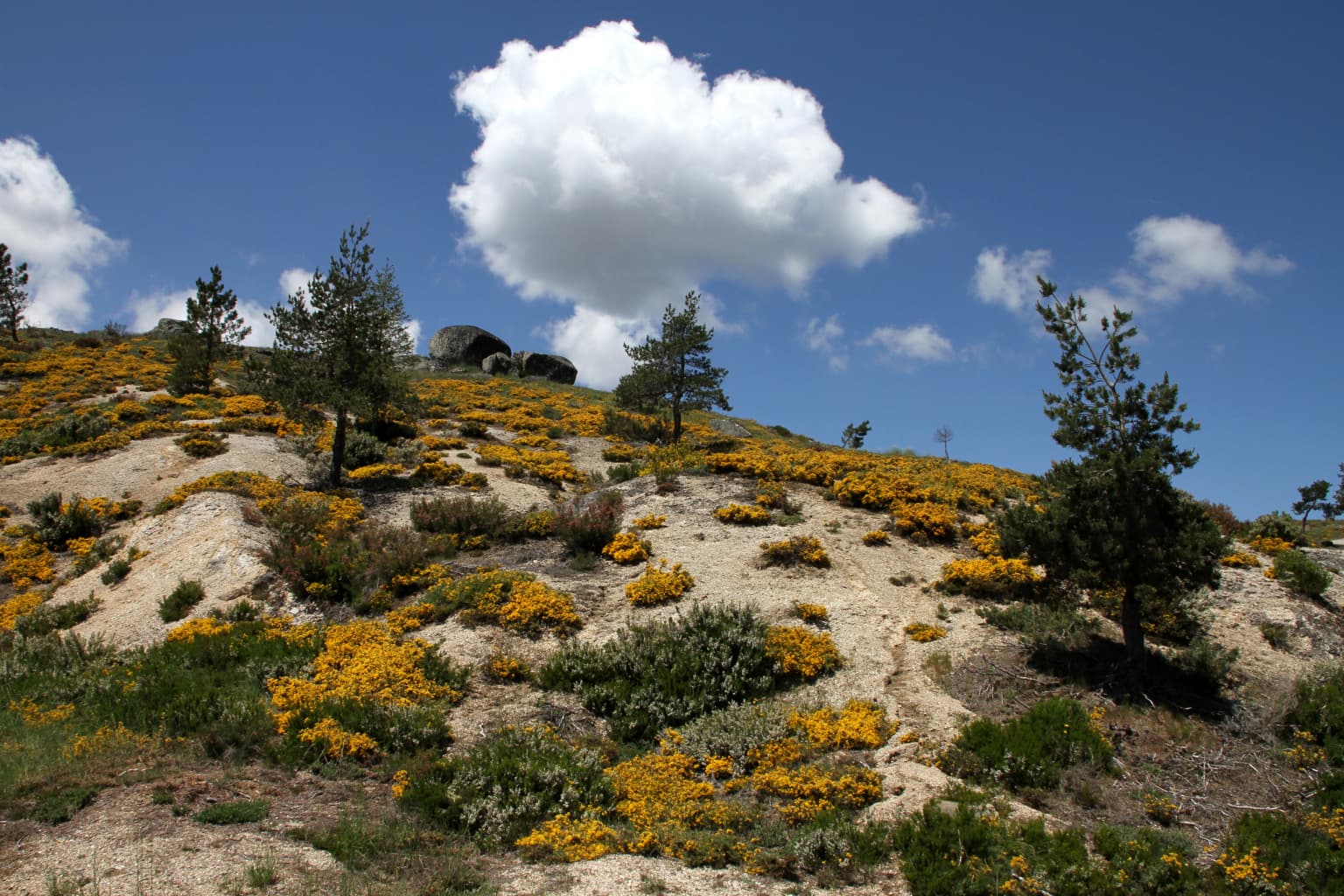 Mountain slope with yellow flowering plants, scattered trees, and a bright blue sky with clouds