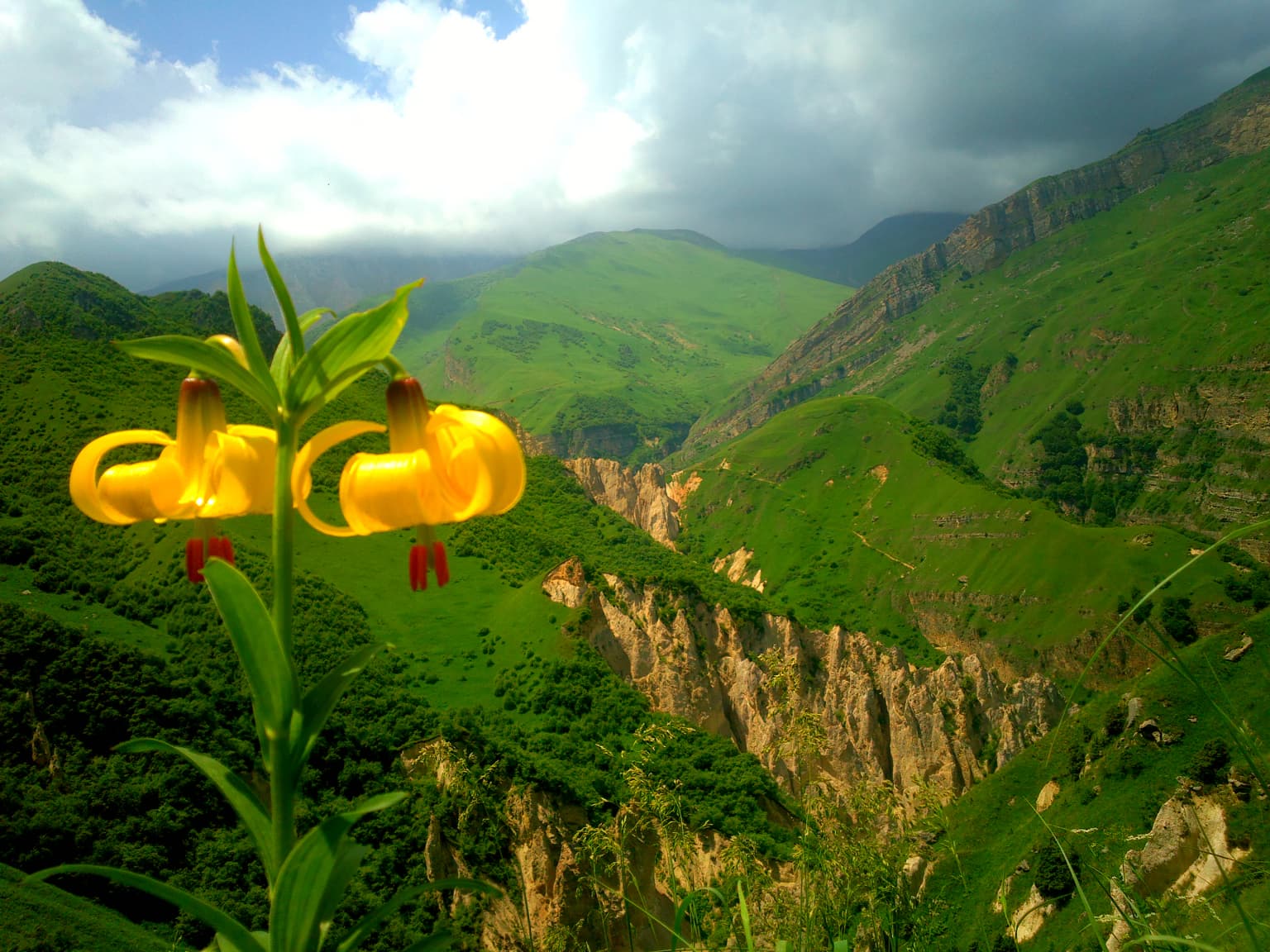 Yellow lilies with red centers and green leaves in the foreground, green mountain slopes and rocky cliffs in the background, cloudy sky above