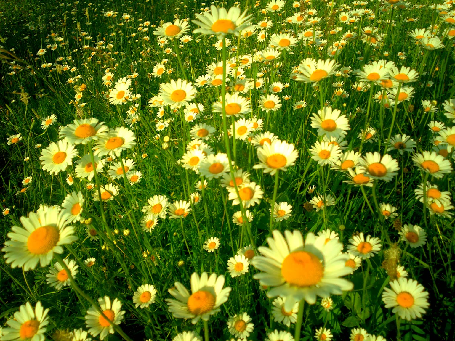 Field of white daisy-like flowers with yellow centers and green foliage, characteristic of Shahdag National Park