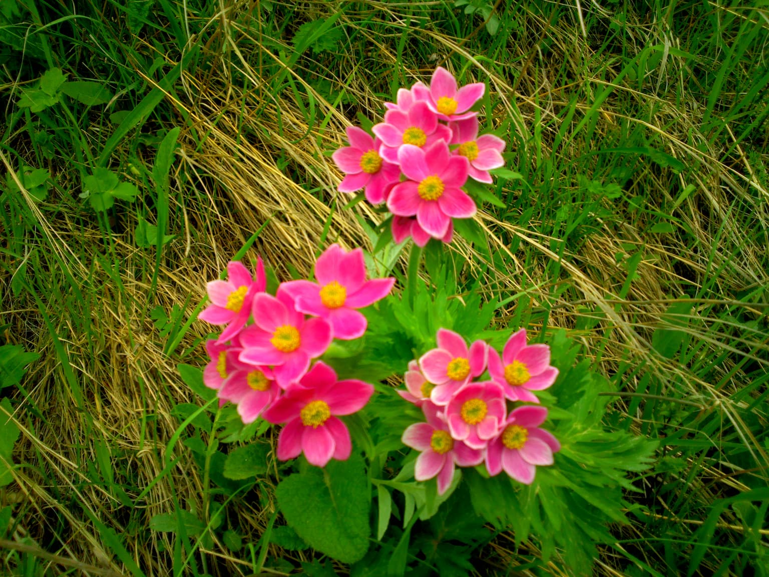 Close-up of pink wildflowers with yellow centers surrounded by green and brown grass